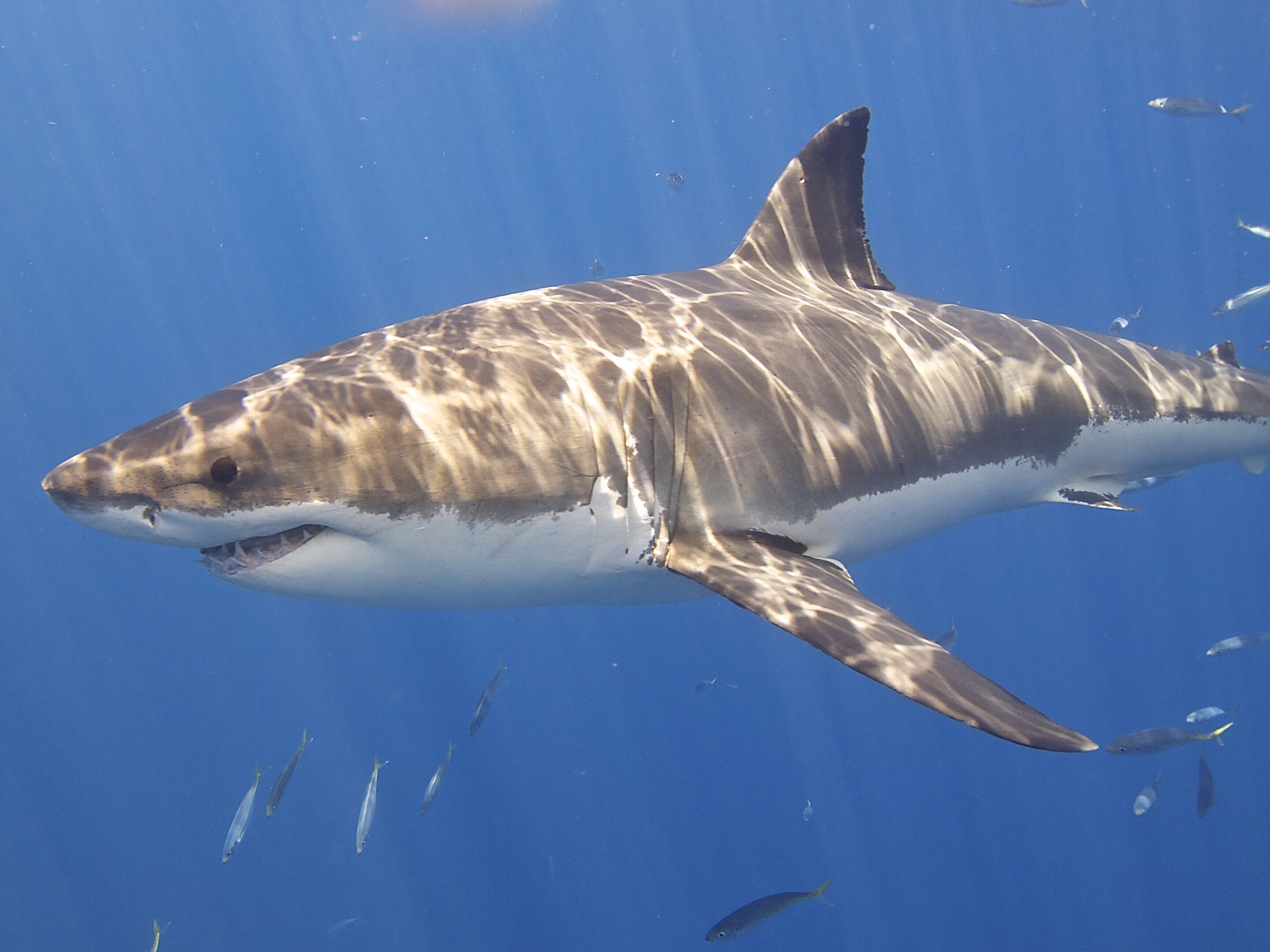 对鲨鱼的恐惧是否被夸大了？