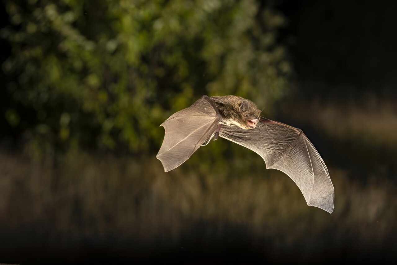对越冬地的研究表明，蝙蝠的季节性迁徙比先前假设的更复杂