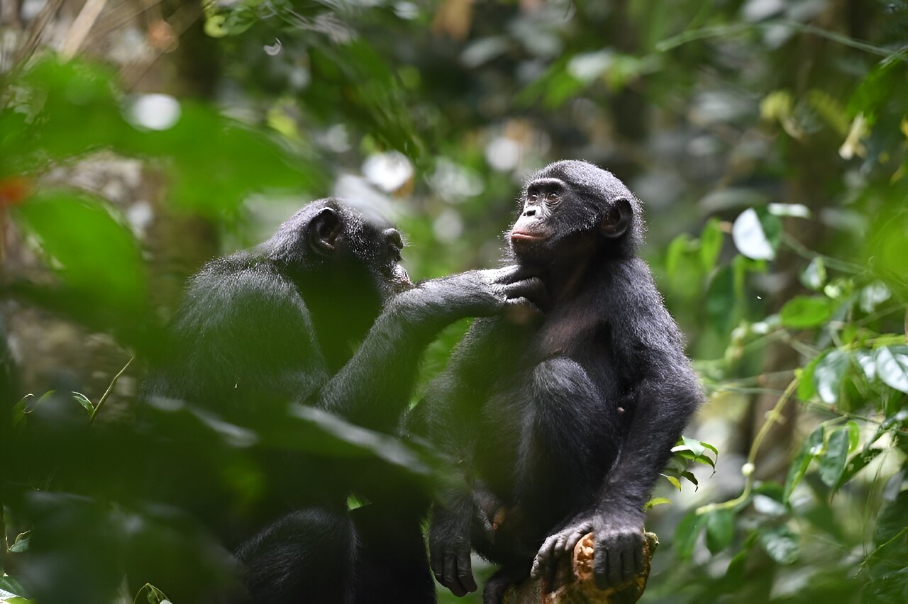 好邻居：倭黑猩猩研究为早期人类联盟提供线索