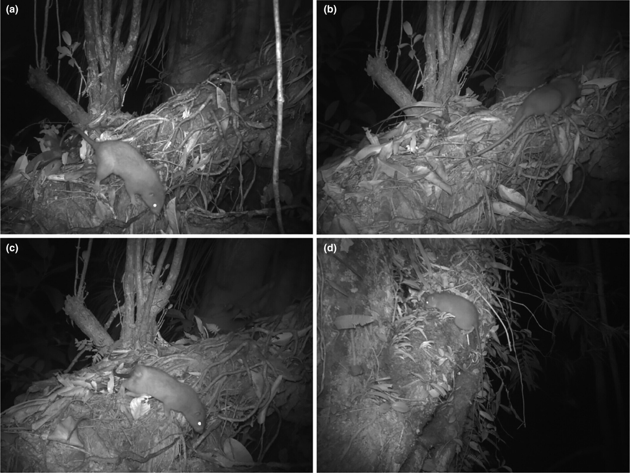 研究团队首次拍摄到万古努巨鼠的照片