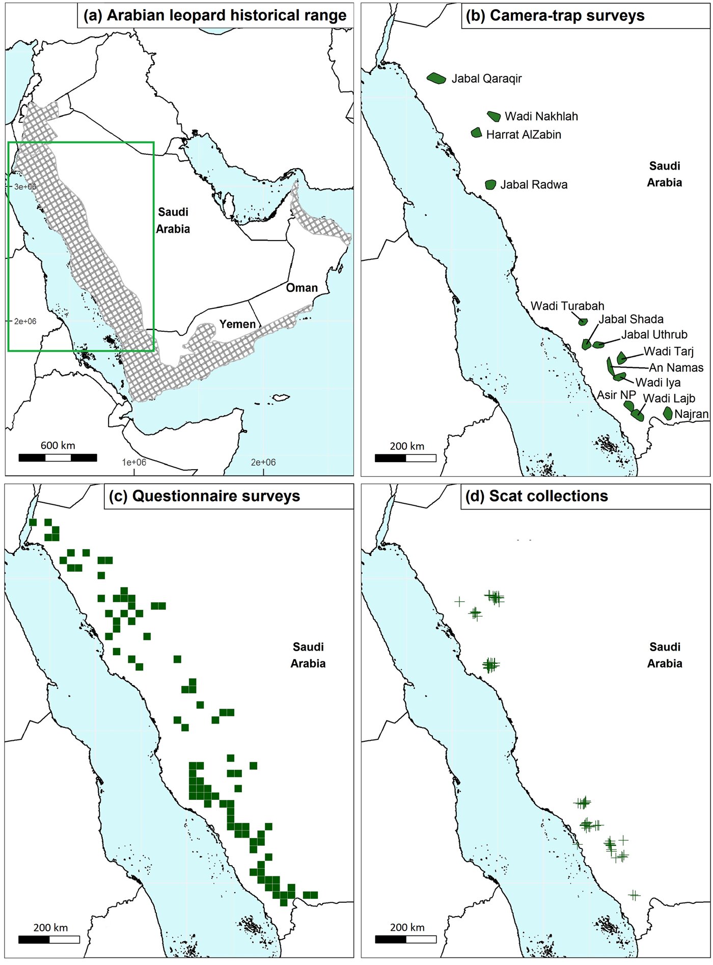 尽管在沙特阿拉伯进行了广泛的搜索，研究人员没有发现阿拉伯豹的证据