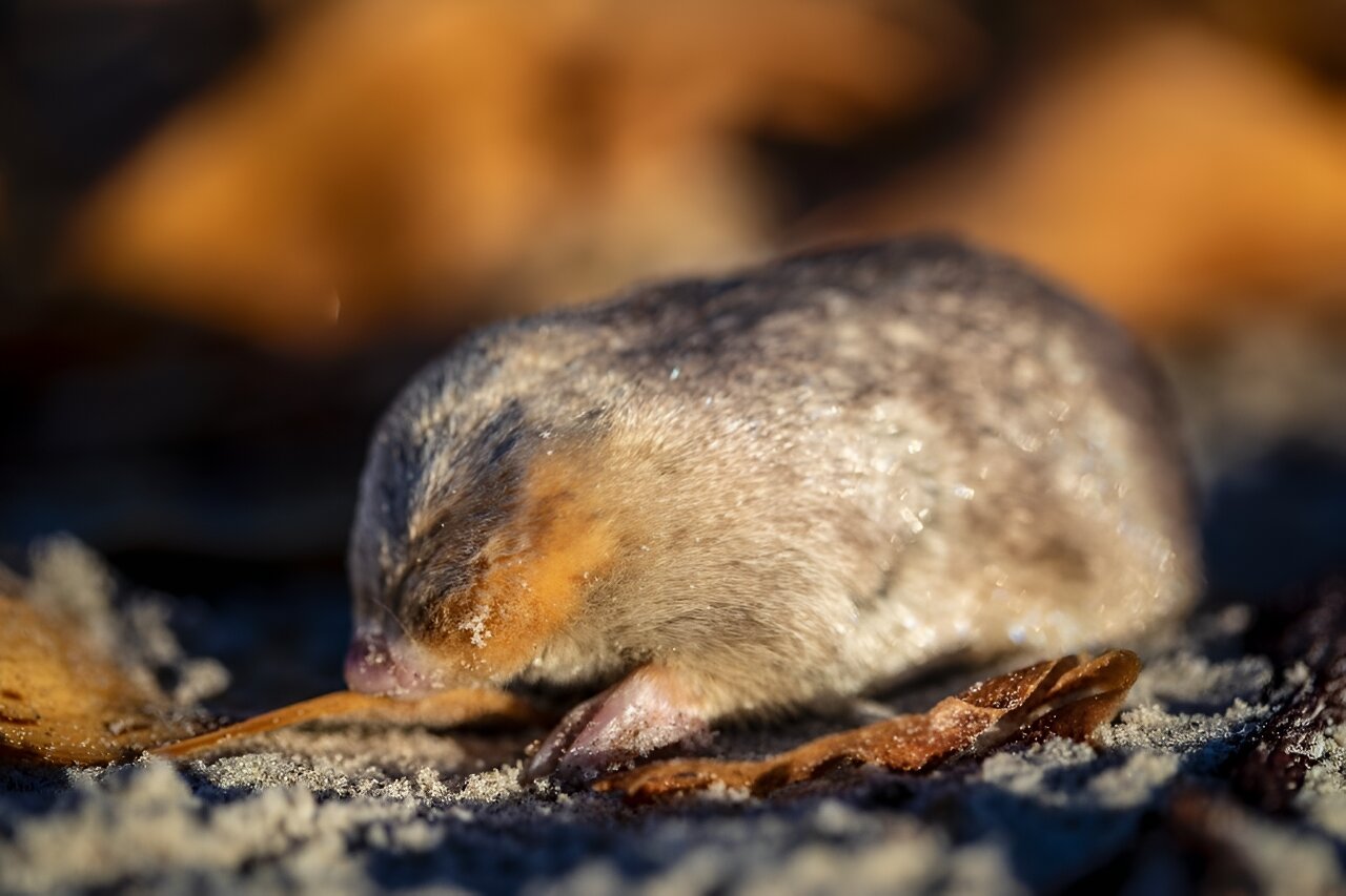 87年来首次在南非发现了德温顿金鼹鼠