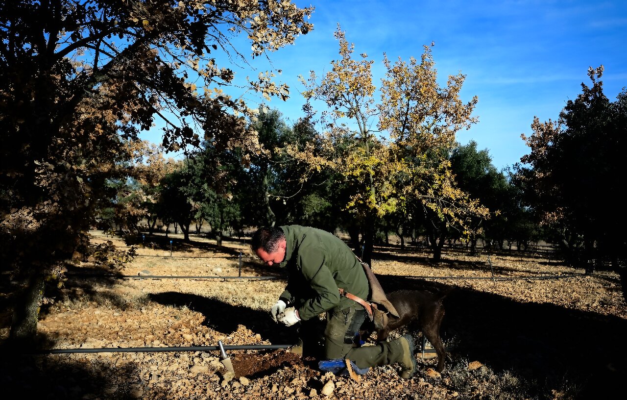 ����������¶��������