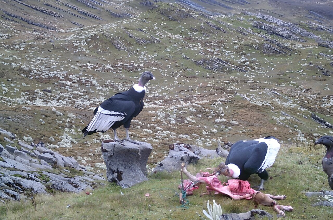 �����ĵ��ˣ���ӥӮ���˸��ױ���ũ�����