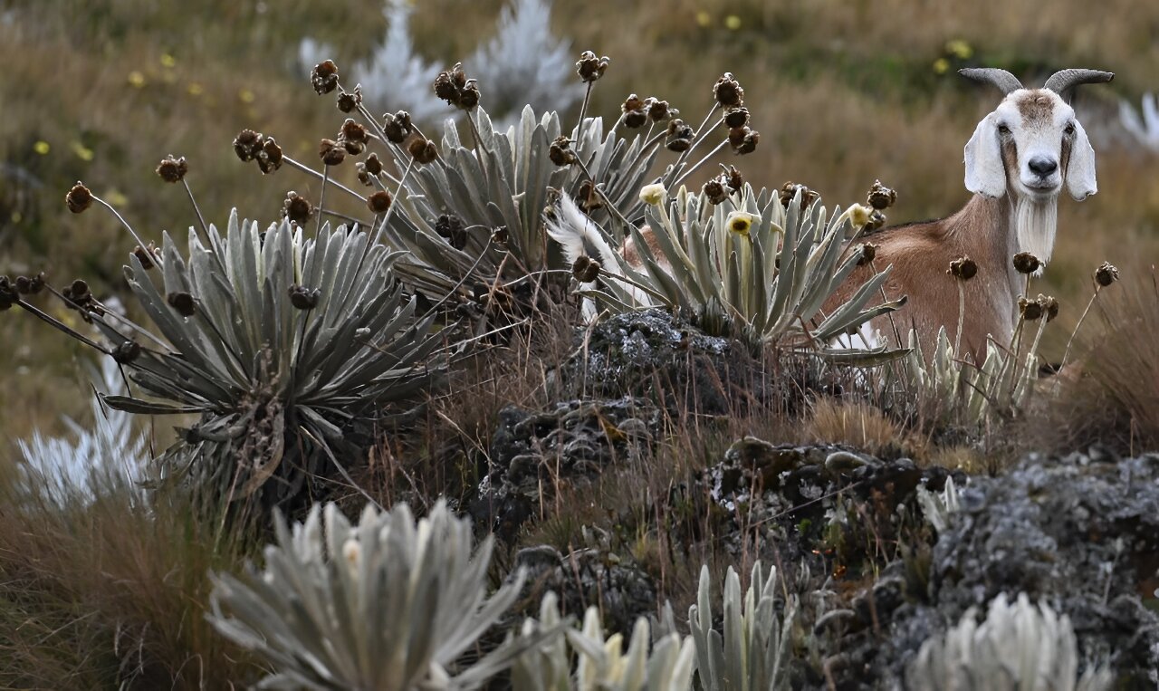 �����ĵ��ˣ���ӥӮ���˸��ױ���ũ�����