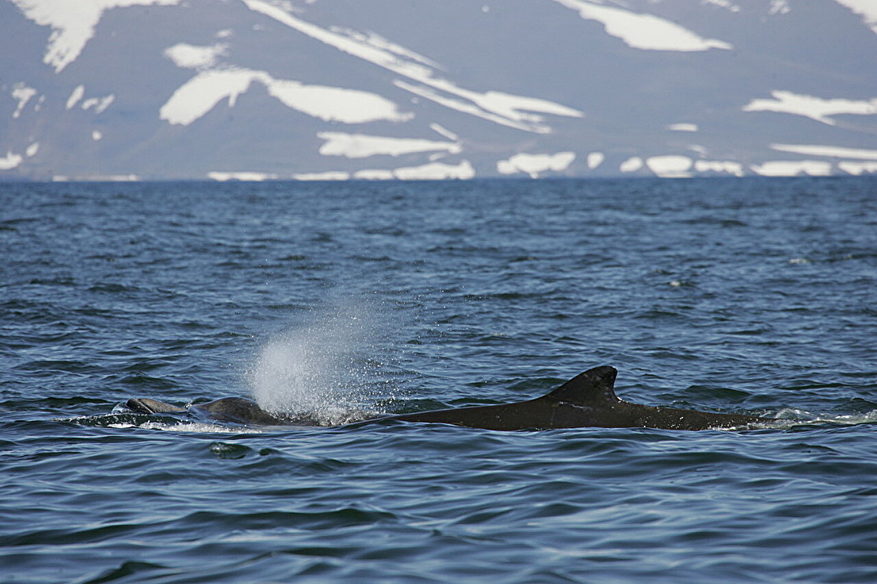 世界上研究最少的哺乳动物之一喙鲸的惊人行为