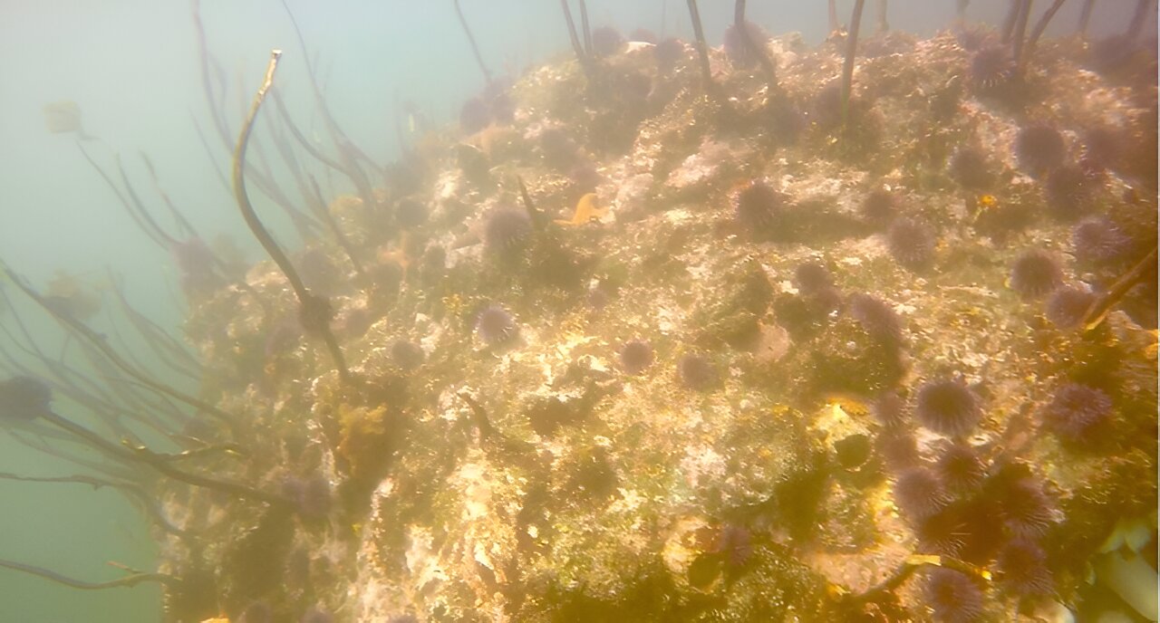 研究发现,海胆的增加和对海带林的相关破坏影响了俄勒冈州的灰鲸及其食物