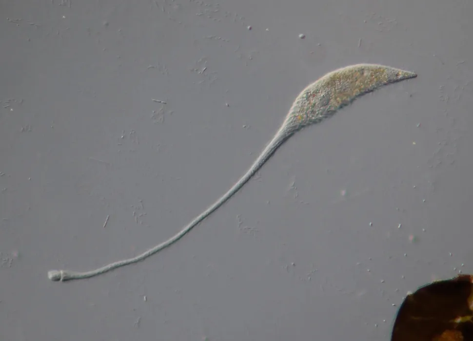 “尼斯湖水怪”微生物Lacrymaria olor在几秒钟内将脖子伸展到身体长度的30倍