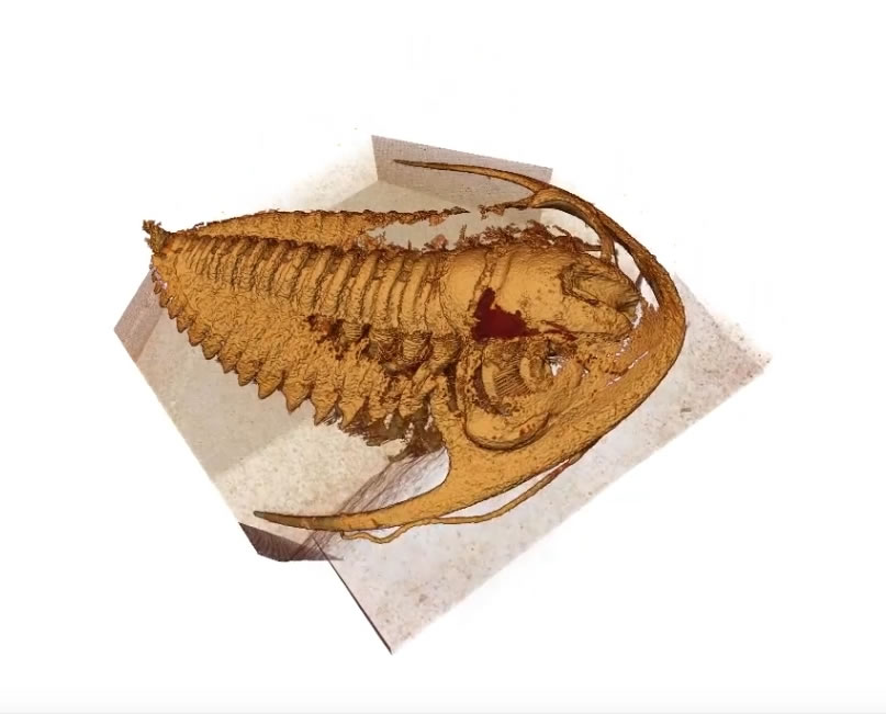 ӱʽըԡǰδСϸڱ5ǰĽ֫Ҷ