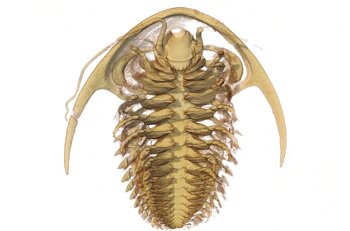 ӱʽըԡǰδСϸڱ5ǰĽ֫Ҷ