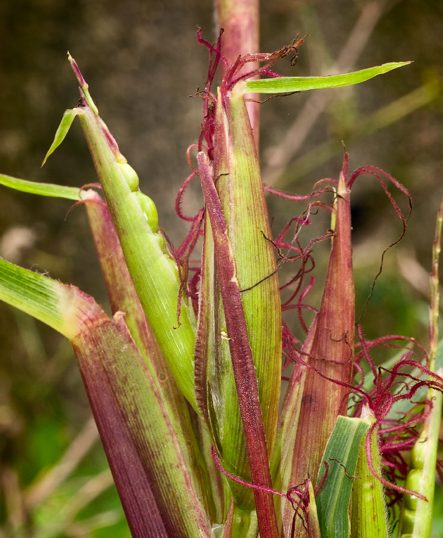 ����7000��ǰ���׻�����α����ֵ�