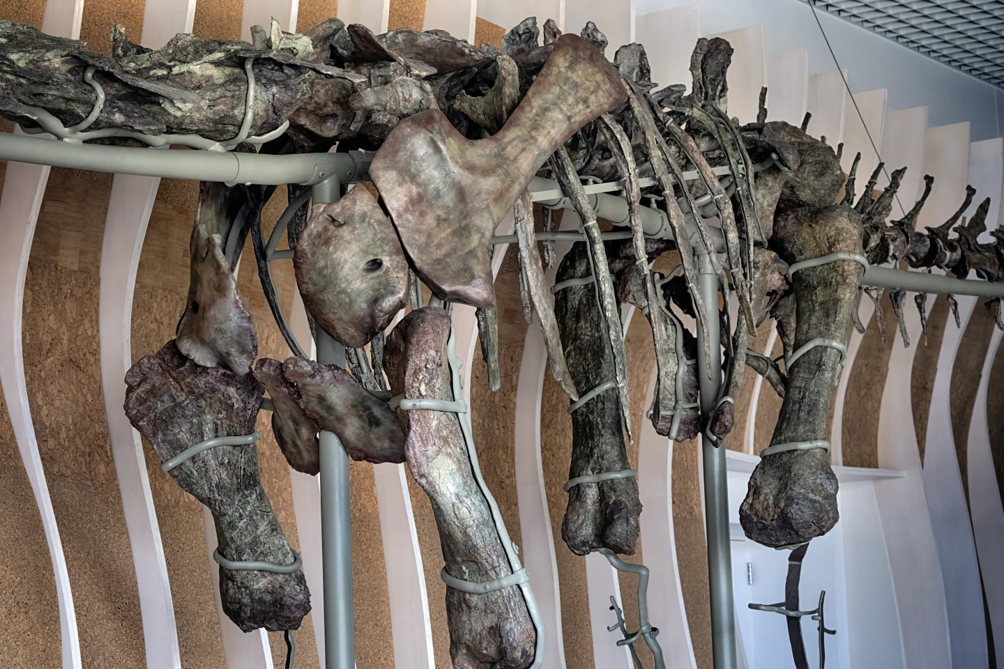 Gnatalie�ǵ�����Ψһ���ֵ��̹ǿ�������������ɼ��չ��