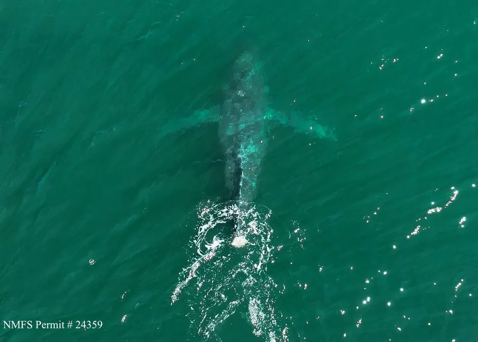 观看华盛顿州座头鲸尾巴缺失的令人心碎的镜头