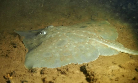 Maugean skate�������ӣ�Ϊ�����Σ���ֵ����������һ��ϣ��