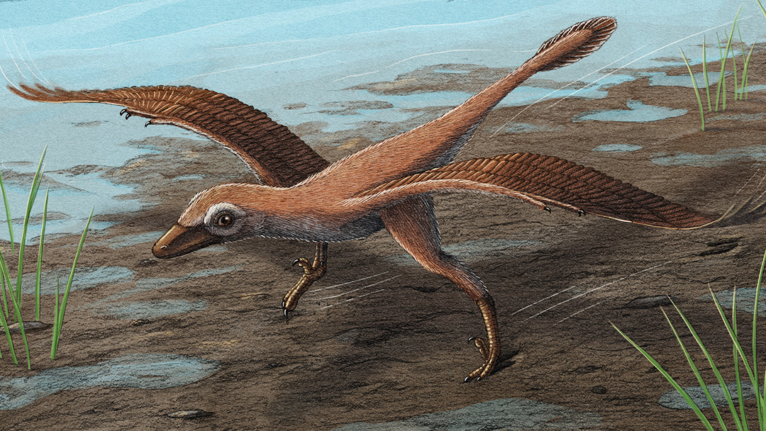 一只鸟大小的恐龙留下的足迹表明,它用翅膀跑得更快