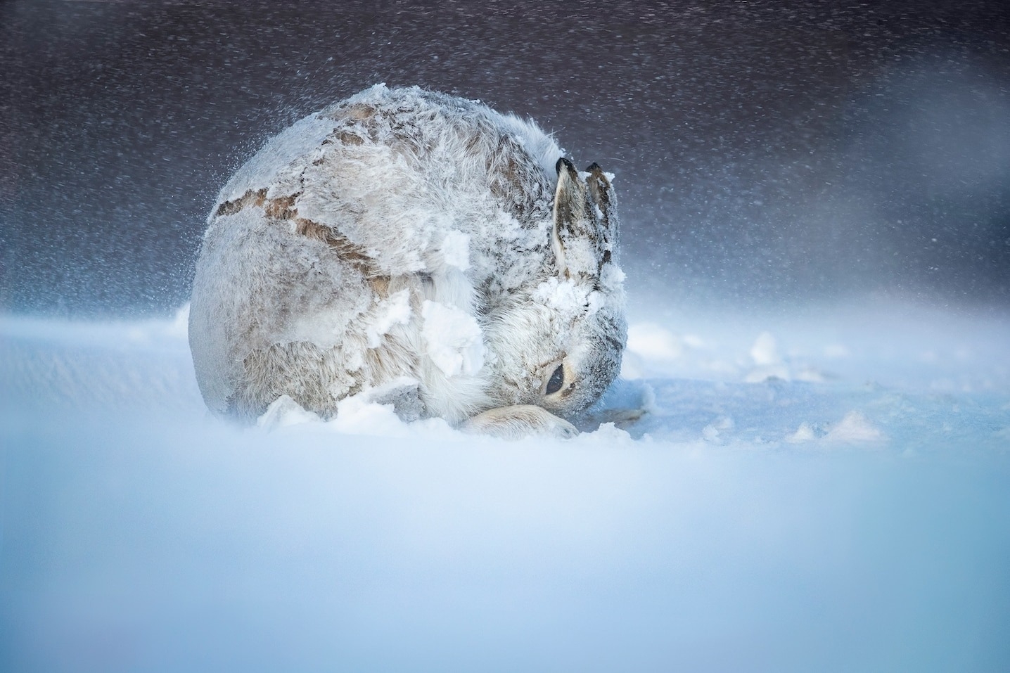 为什么有动物会吃自己的粪便──甚至还吃其他动物的粪便?