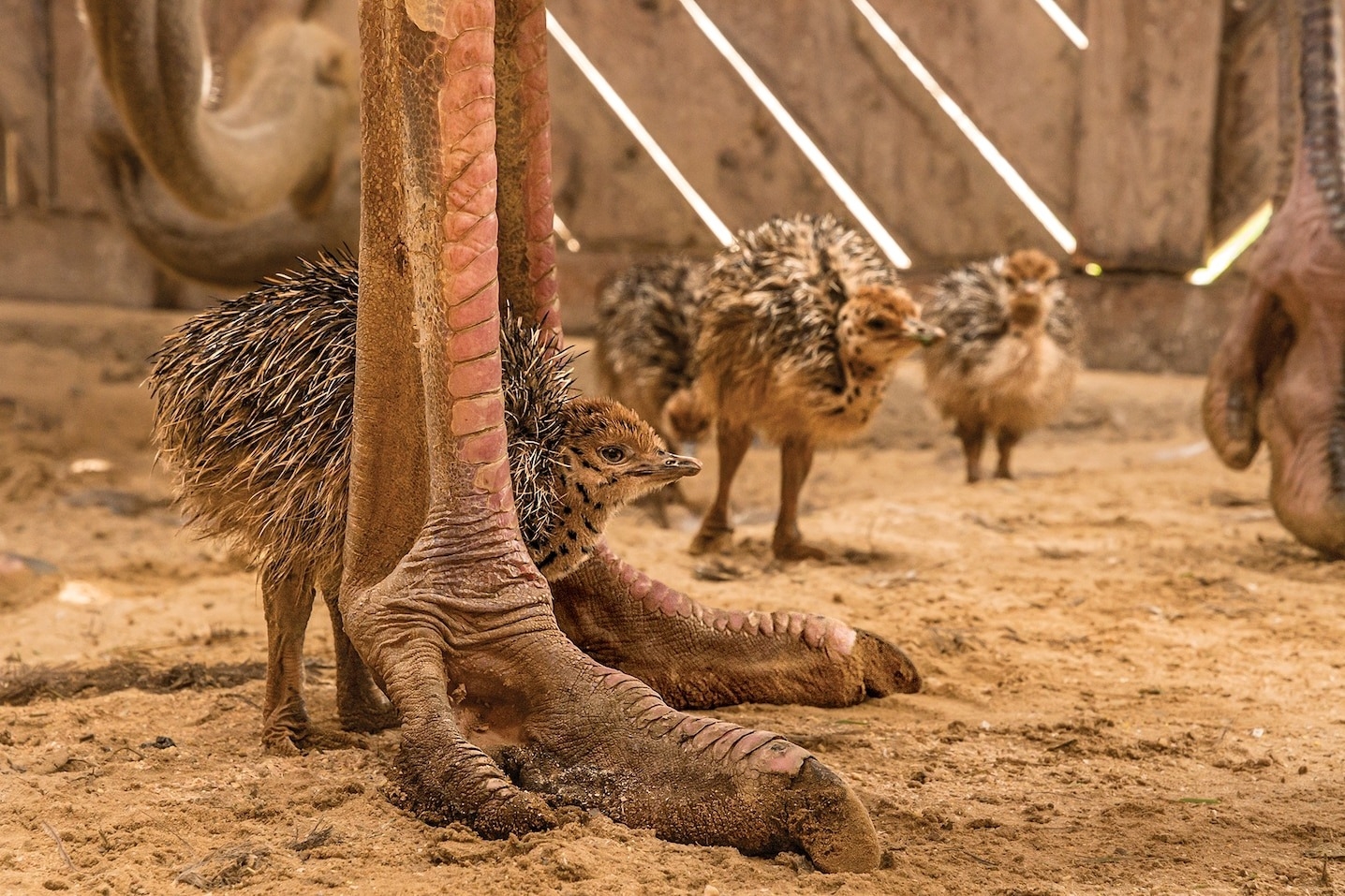 为什么有动物会吃自己的粪便──甚至还吃其他动物的粪便?