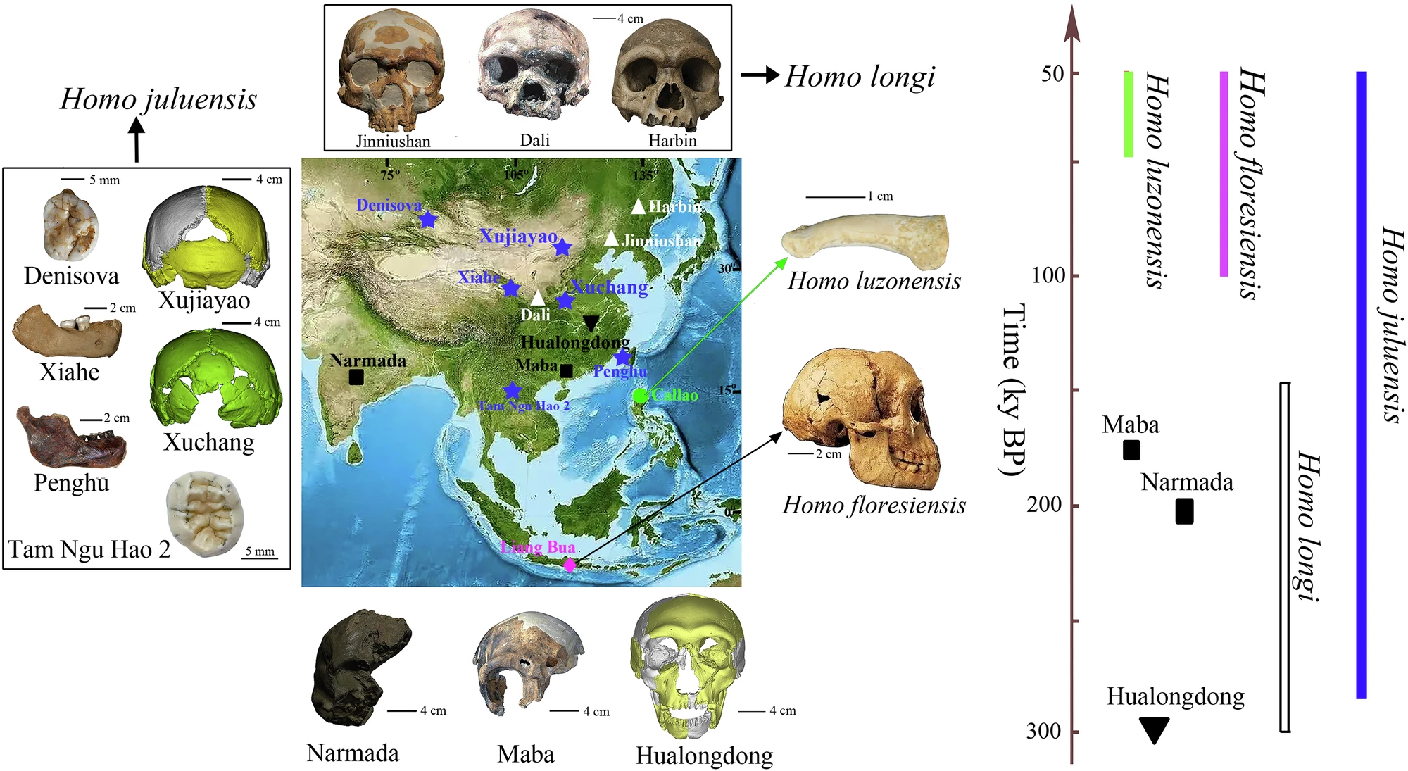 Homo juluensis:研究人员发现的可能的新古代人类物种