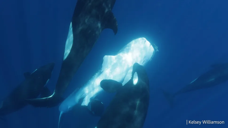 ꪾŻƶ˲пԲԣԶԿ㡪