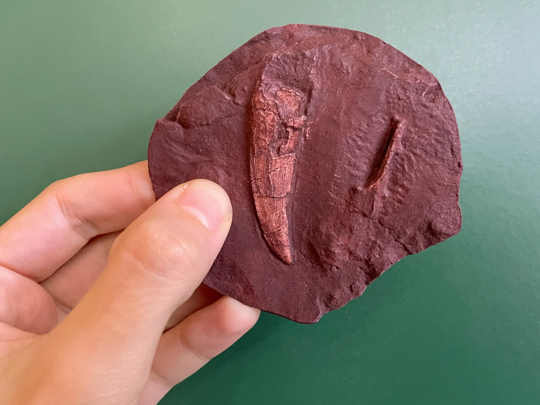 �������ƹ��Ĳ�ʳ������֪����ϵĲ��鶯������