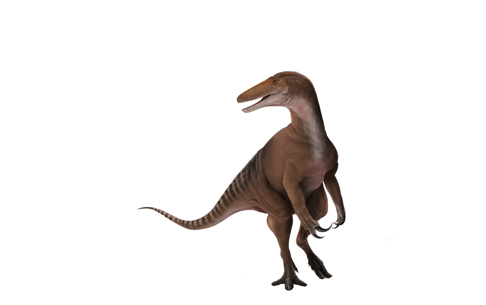 一只20英尺长的“巨型猛禽”曾悄悄接近澳大利亚