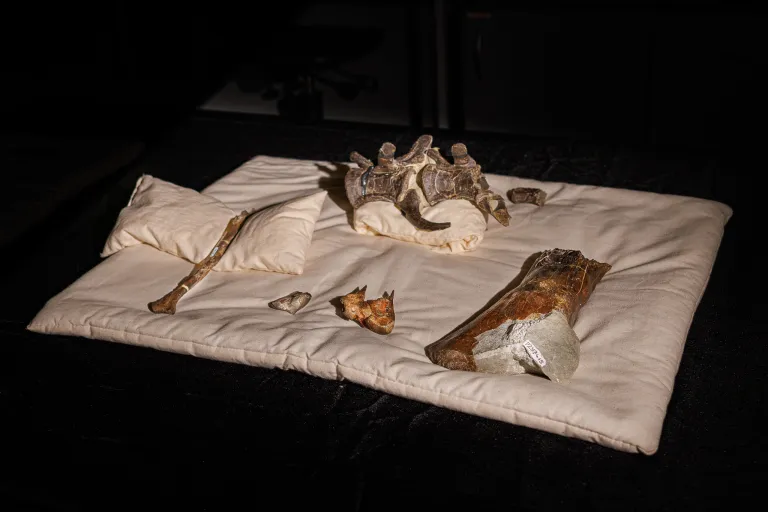 一只20英尺长的“巨型猛禽”曾悄悄接近澳大利亚