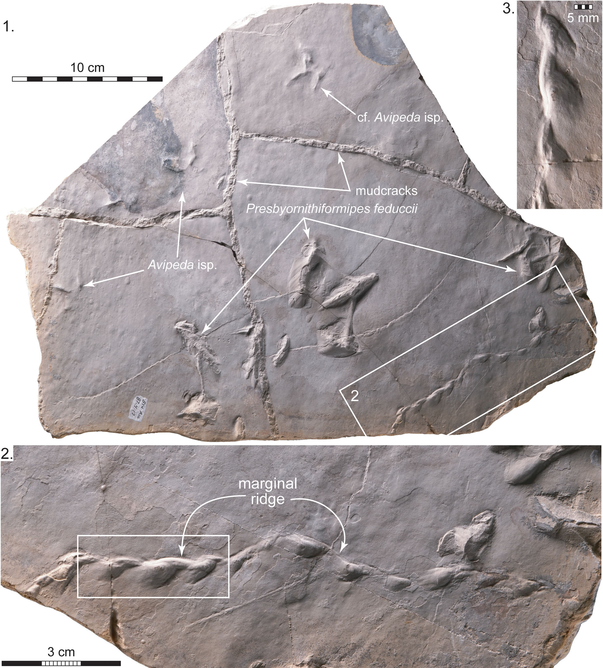 ʼ������̲��ʯ��ʾ�˹Ŵ�ˮ�����ʳ��Ϊ���ĸ�������