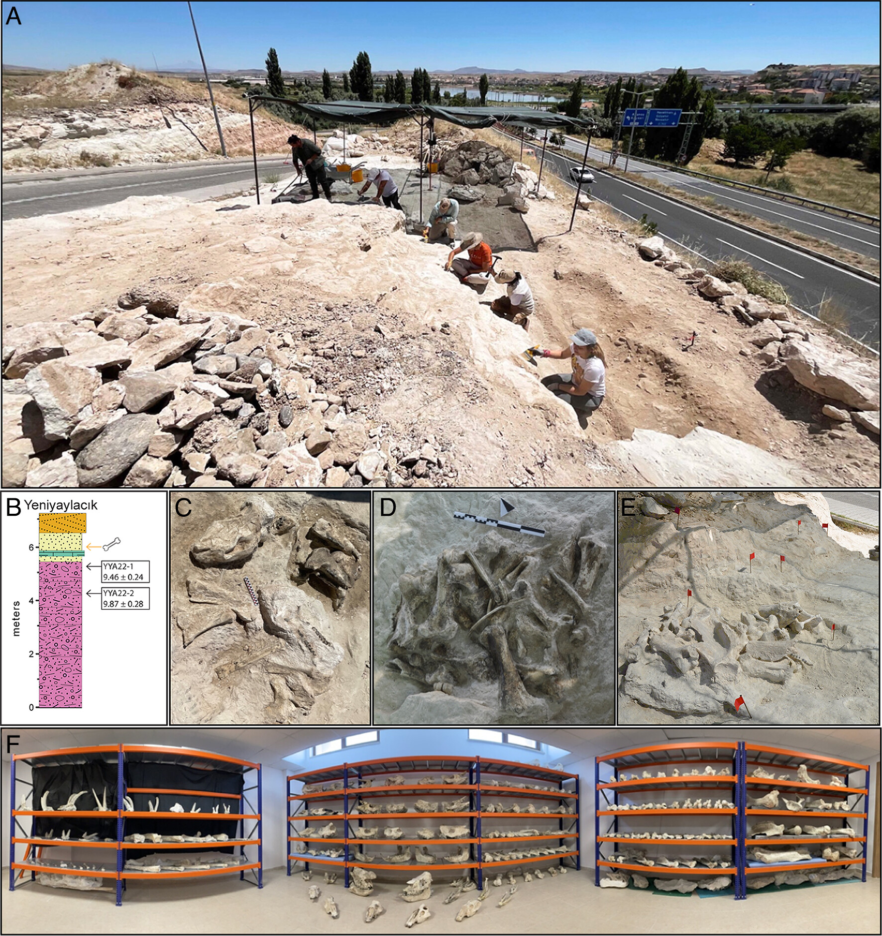 �·��ֵĻ�ʯ��ַ�ķ�����ͬλ������Ϊ���鶯��Ľ����ṩ������