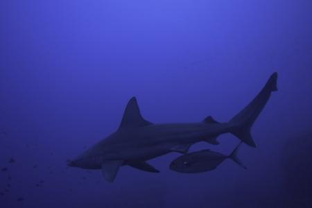 �о���ʾ����������������Ϊ���Ʒ�������