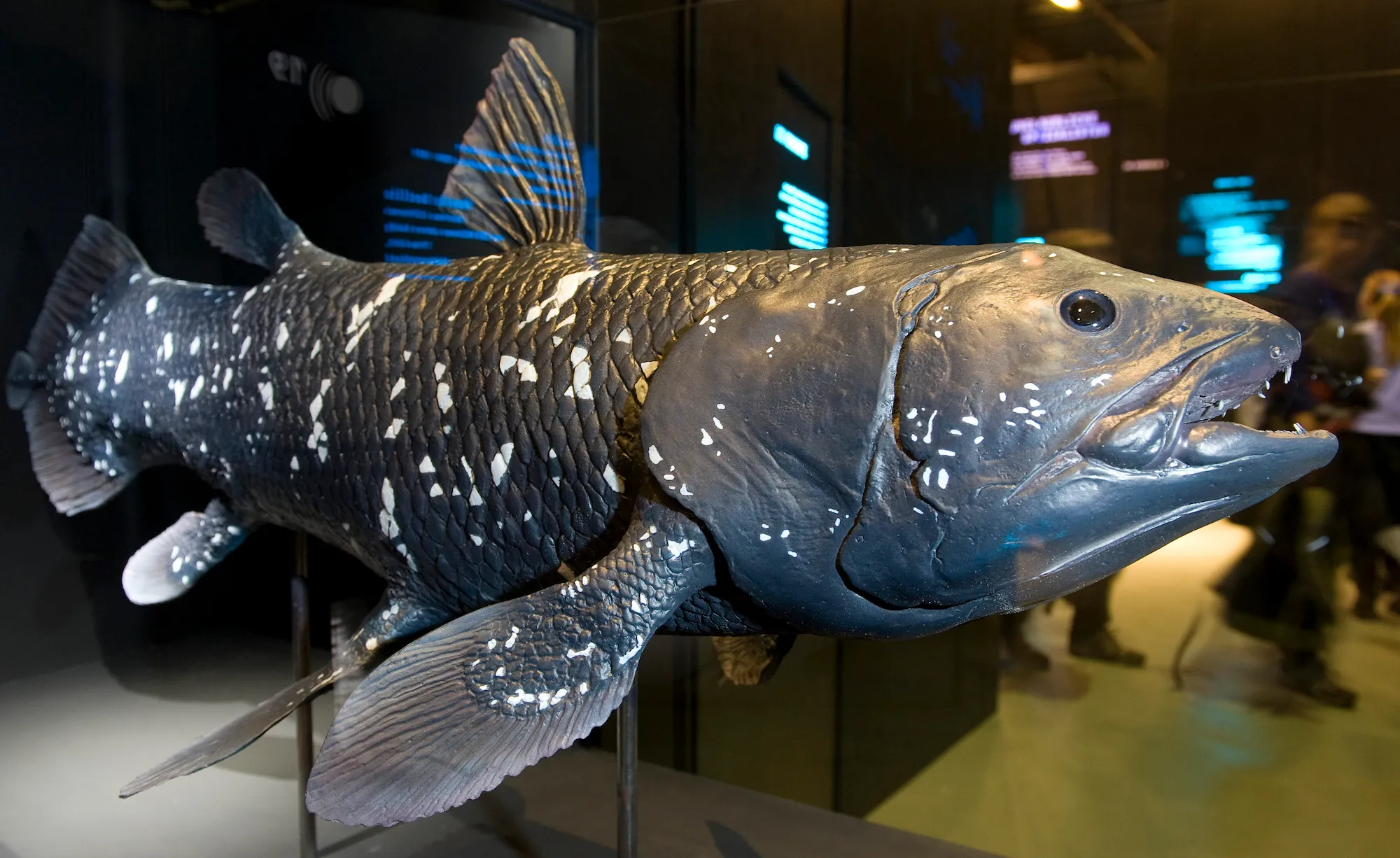 地球历史上的5次灾难性大灭绝