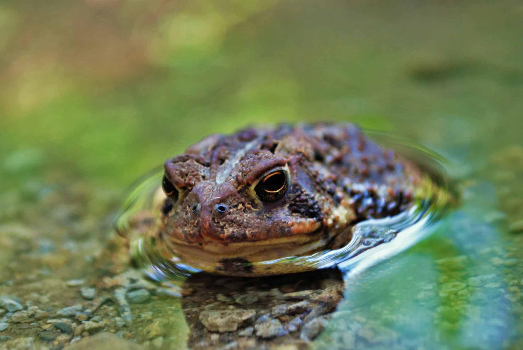 地球历史上的5次灾难性大灭绝