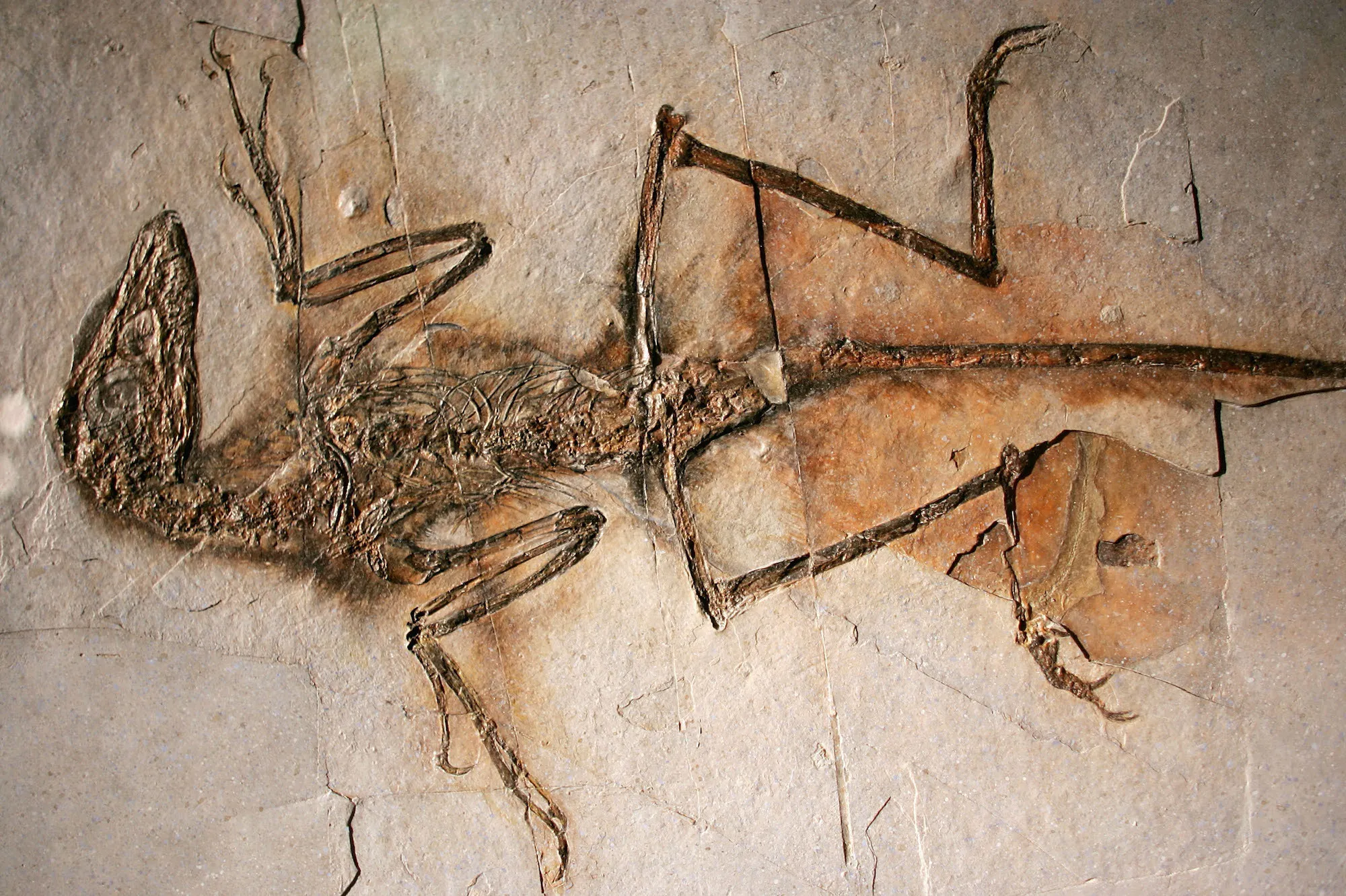 地球历史上的5次灾难性大灭绝