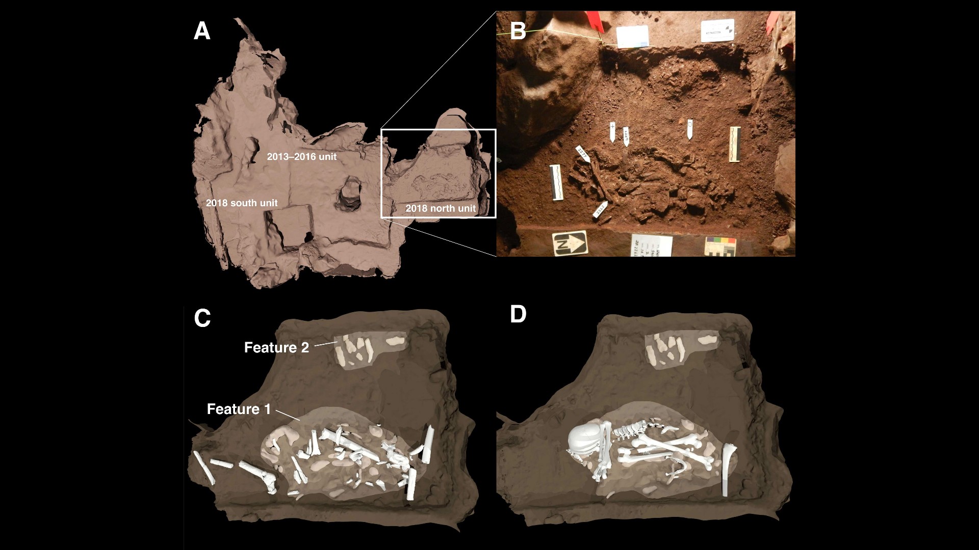 一项“里程碑式的发现”:根据最新研究,纳莱迪人在25万年前埋葬了死者