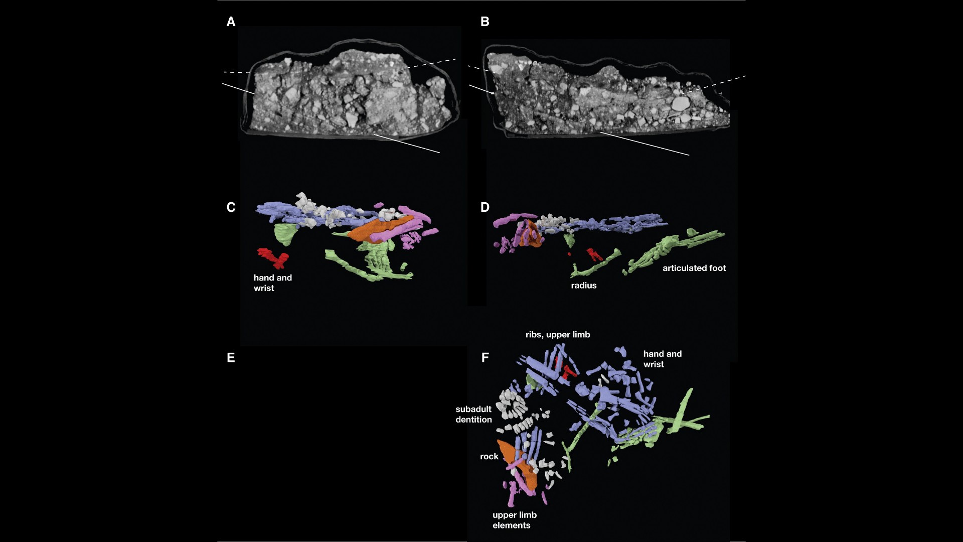 一项“里程碑式的发现”:根据最新研究,纳莱迪人在25万年前埋葬了死者