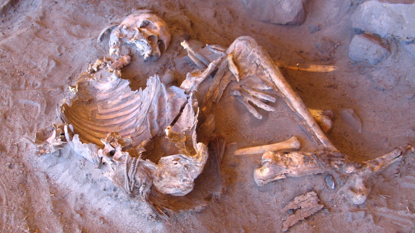 ��DNA��ʾ��7000��ǰδ֪������Ѫͳ�����ڡ���ɫ��������