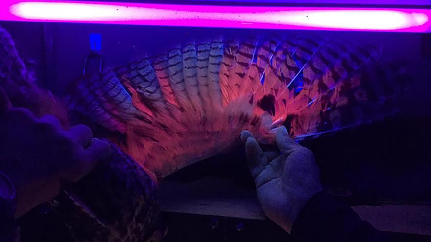 ���о����ֳ���èͷӥ��ë����ӫ��