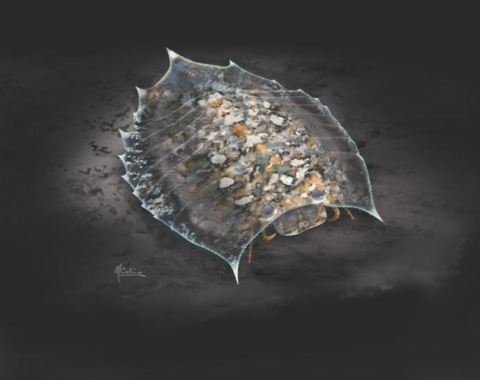 Ŵʯʾ˽֮գ⿪100Ľ֮֫