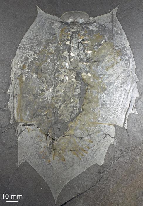 Ŵʯʾ˽֮գ⿪100Ľ֮֫