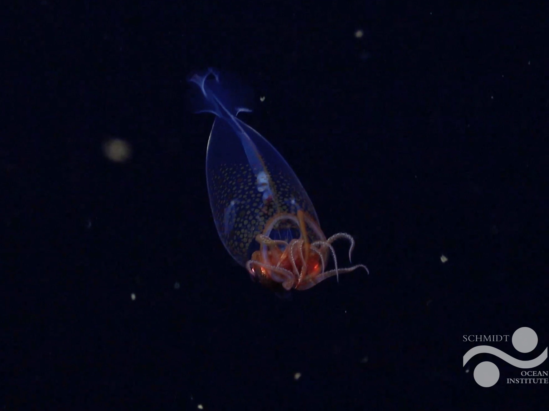 首次在深海拍摄到巨型鱿鱼