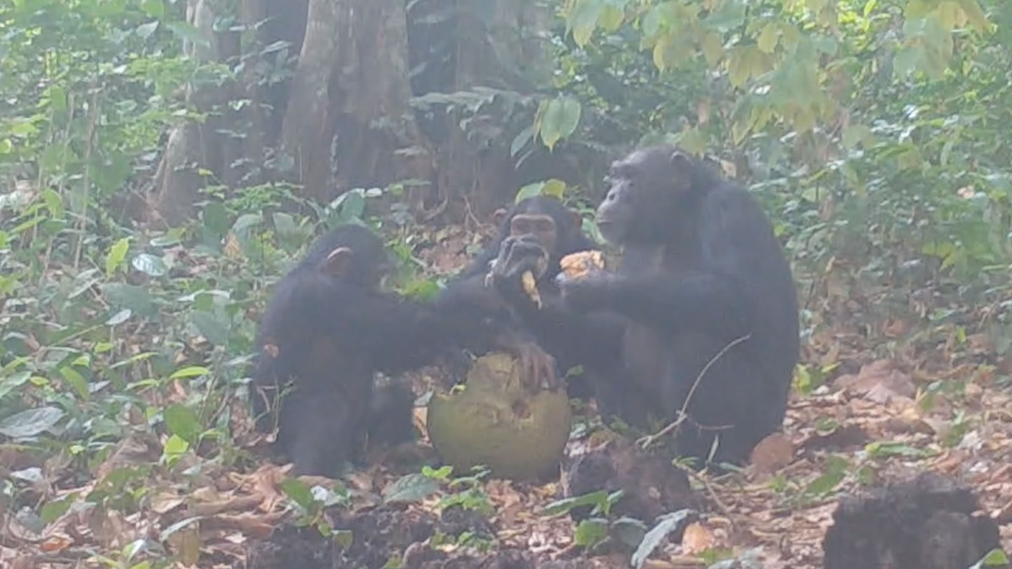 ����״β�׽��Ұ�������ɷ��������ơ�ˮ��