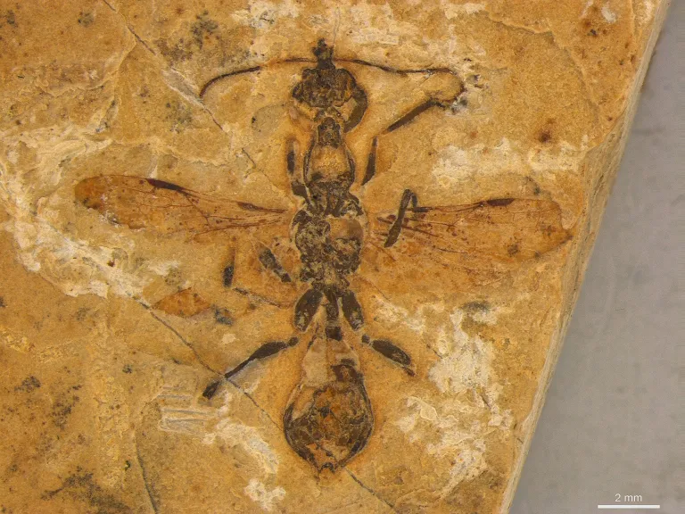 已灭绝的地狱蚁物种使用特殊的下颚刺穿猎物