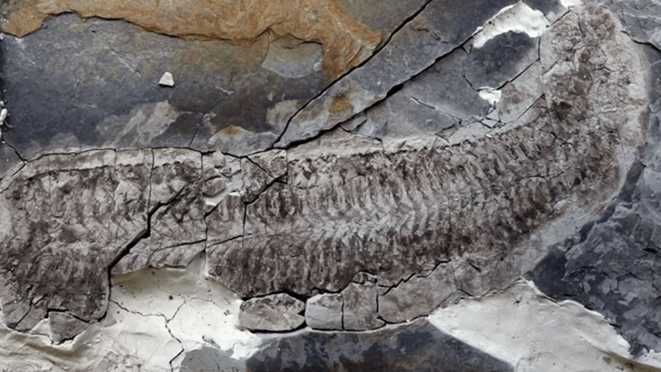 南非发现的海洋生物化石是独一无二的,这要归功于不同寻常的保存