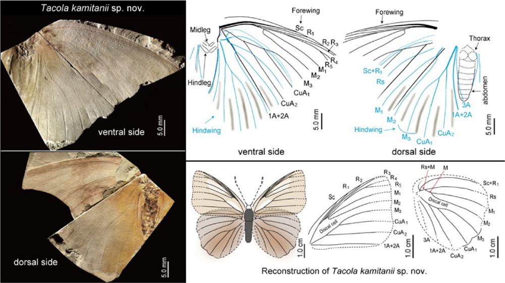 ձ滯ʯС亱Ļʯһµ֣Tacola kamitanii