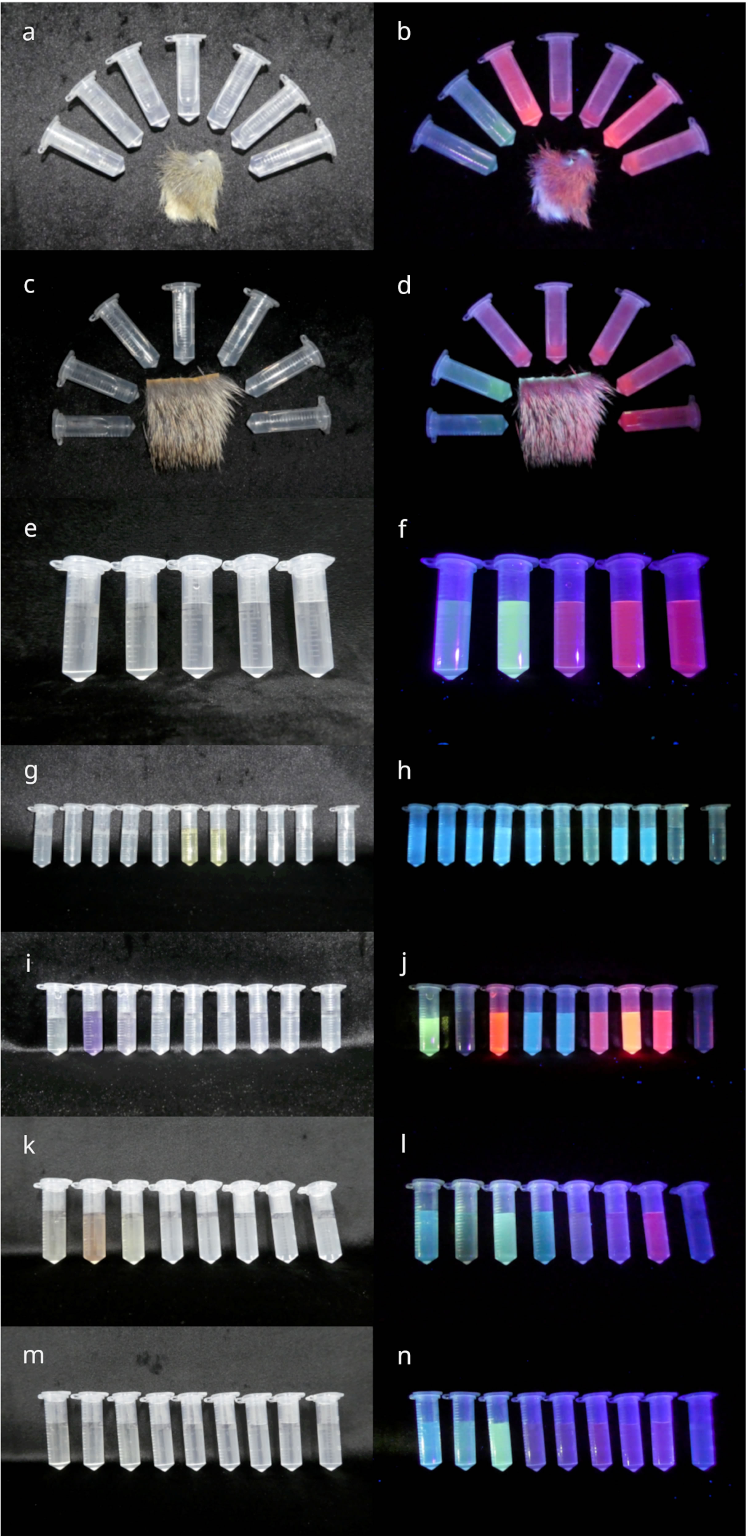 为什么有些哺乳动物在紫外线下发光