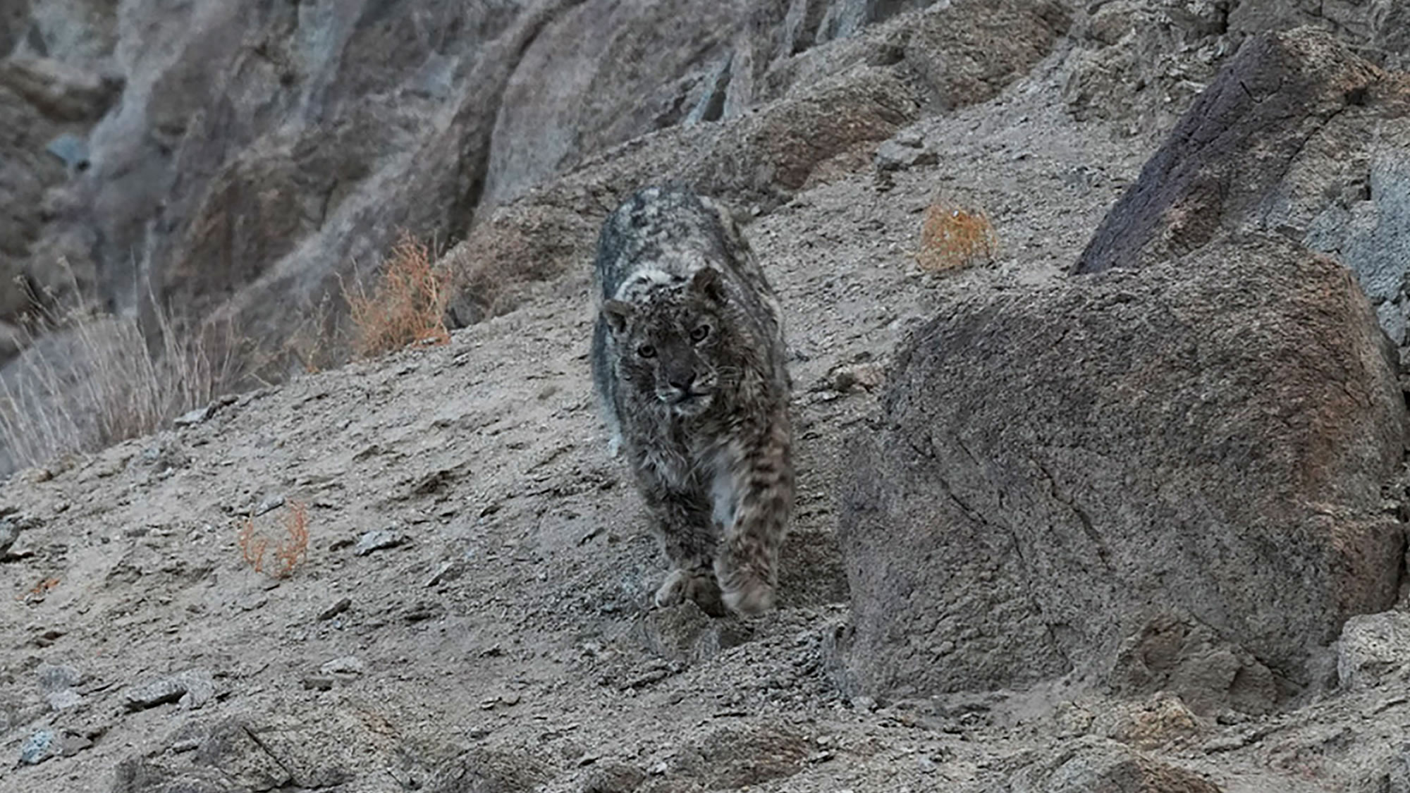 ӡ�ȱ�������׽����ѩ��������۲�