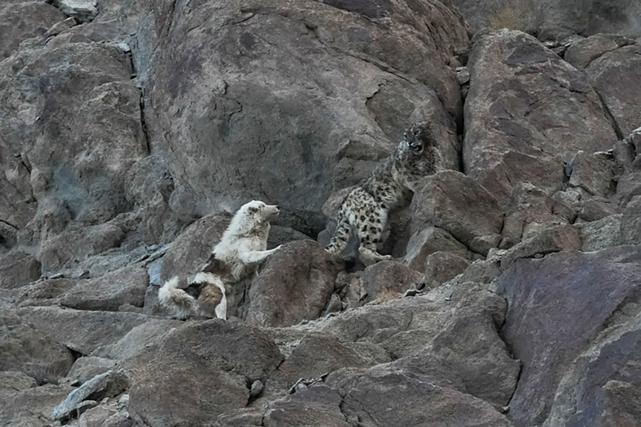 ӡ�ȱ�������׽����ѩ��������۲�