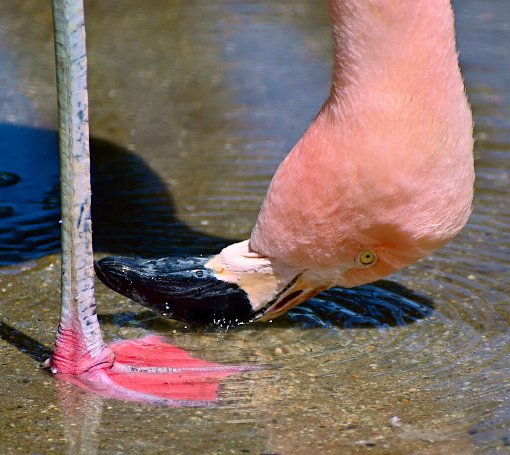 火烈鸟制造水龙卷风来诱捕猎物