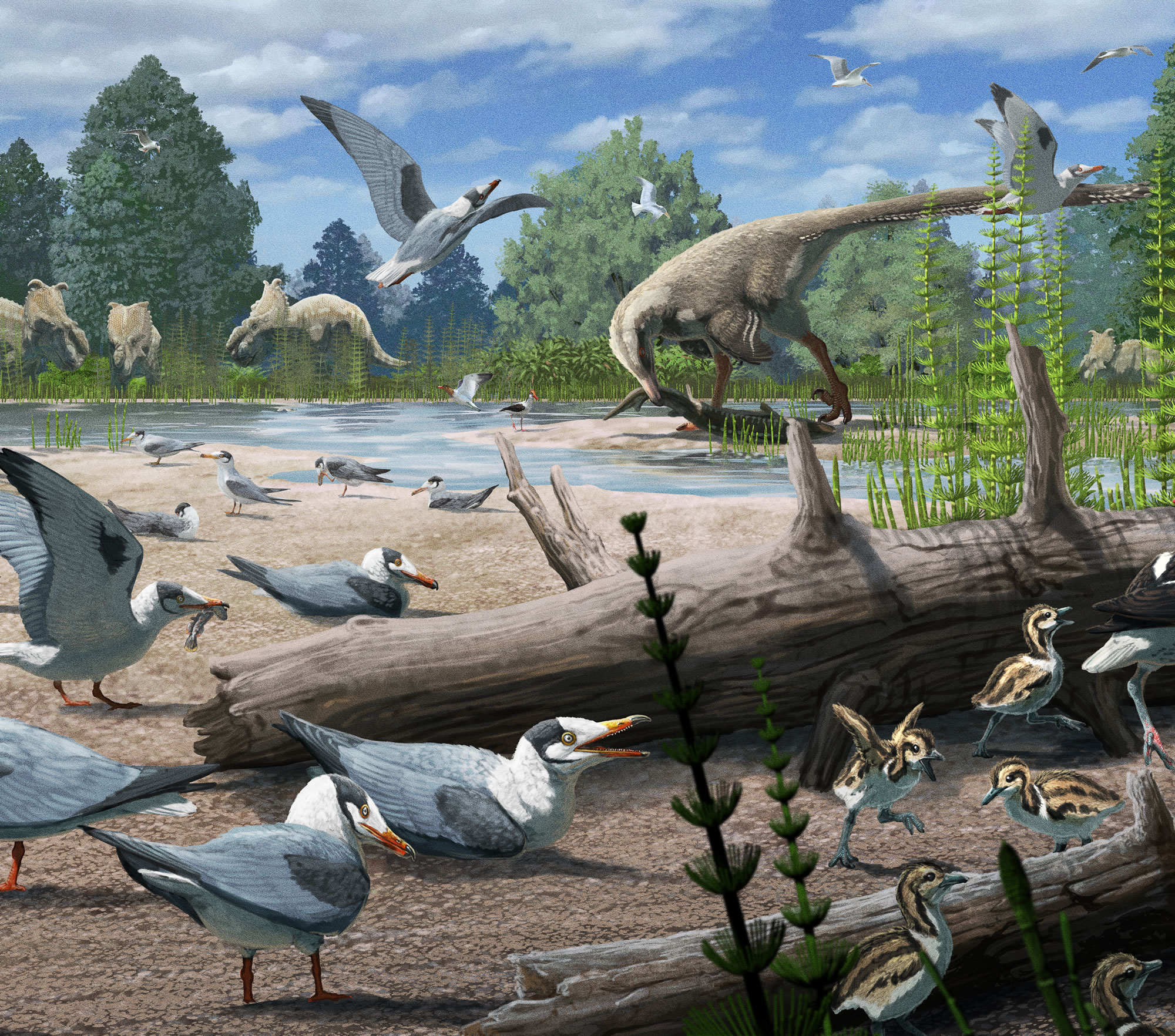 鸟类在北极与恐龙一起筑巢:化石发现将极地筑巢记录推前了2500万年