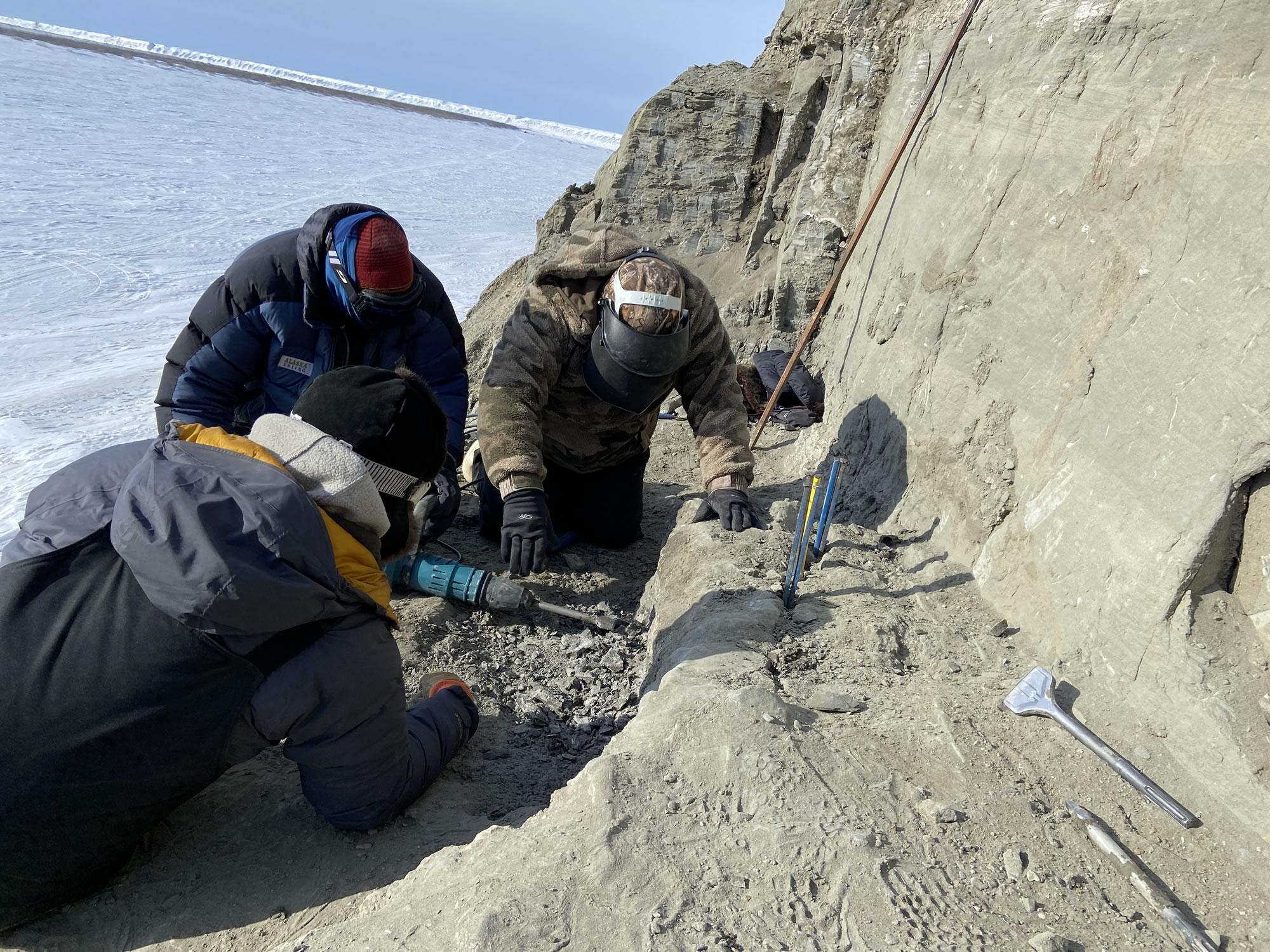 鸟类在北极与恐龙一起筑巢:化石发现将极地筑巢记录推前了2500万年