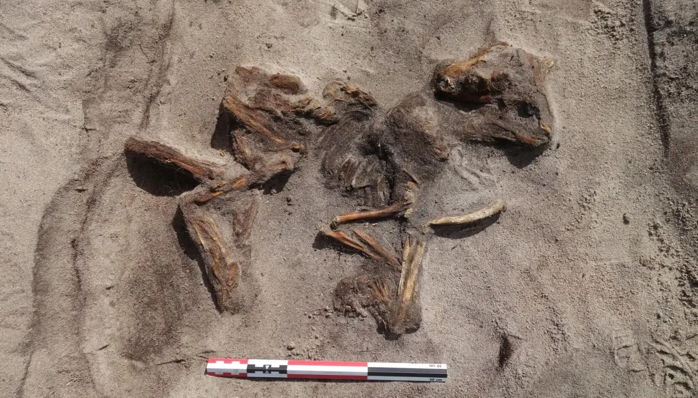 ά��Ů�˺����Ĺ�һ��������ʽ����